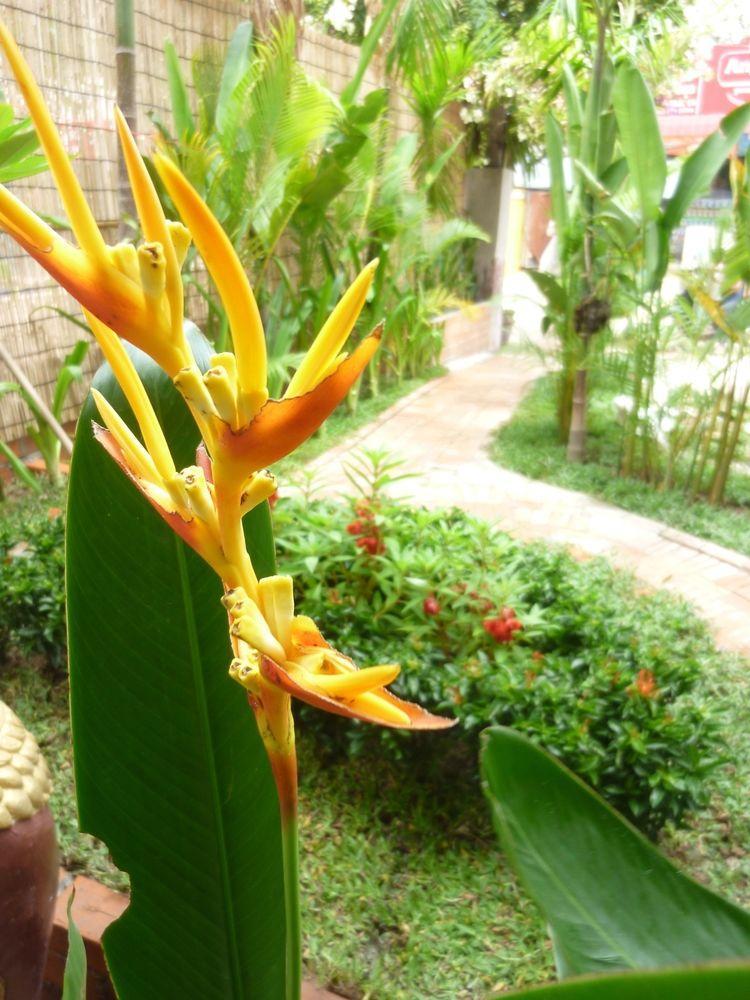 Angkor Reas Guesthouse 시엠리아프 외부 사진